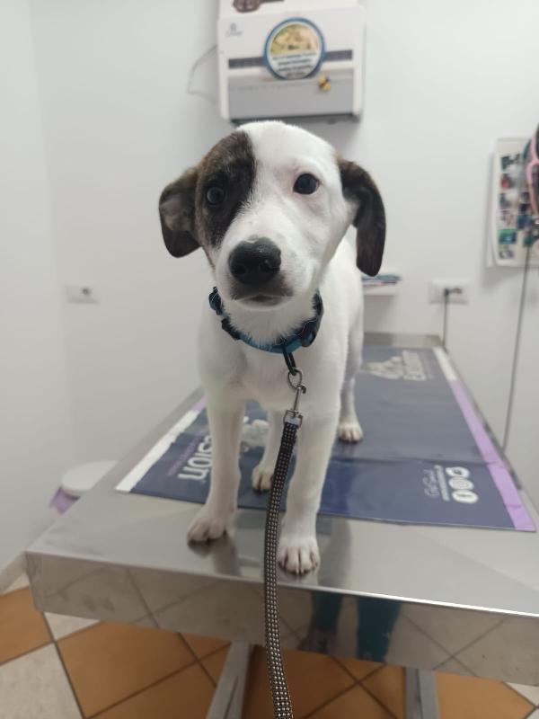 Jonas cucciolino 4 mesi taglia piccola Foto 2